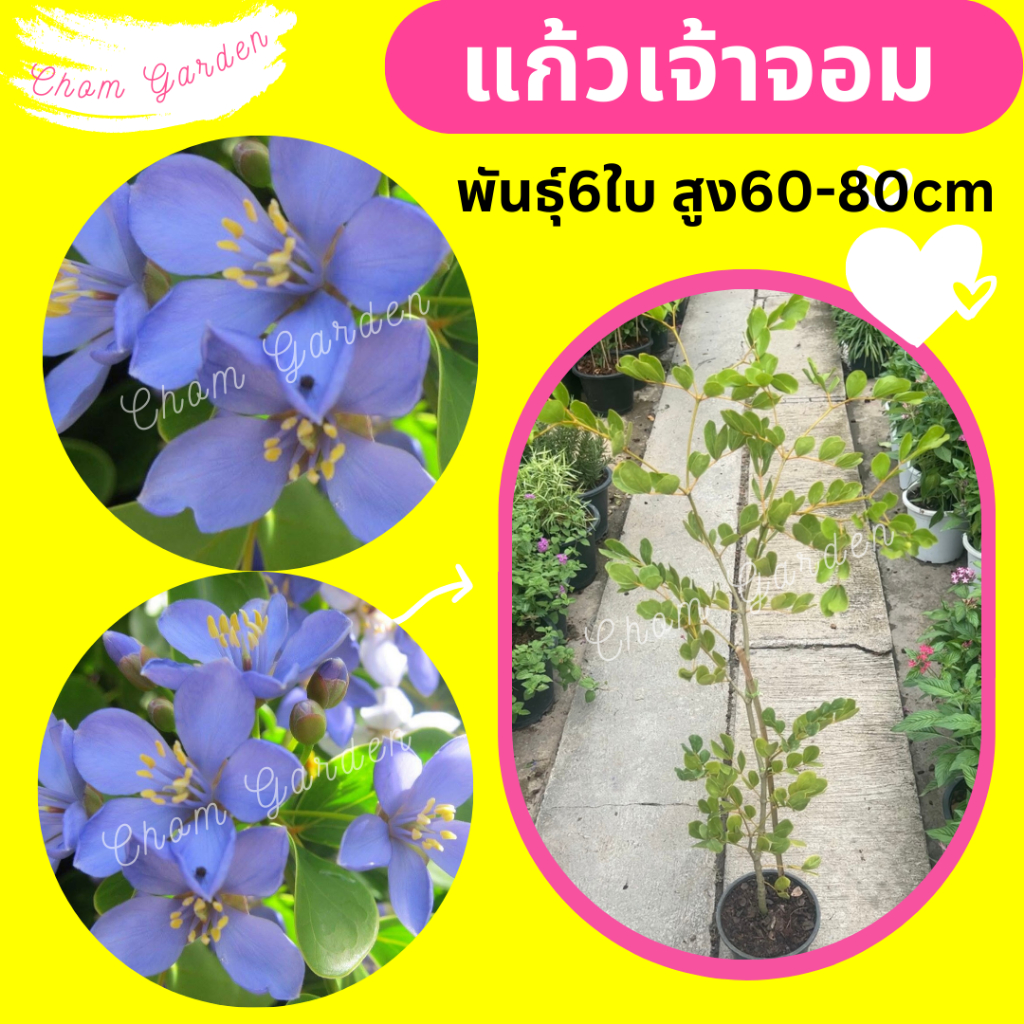 ต้นแก้วเจ้าจอม-พันธุ์-6-ใบ-สูง-60-90-cm