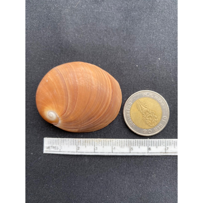 เปลือกหอยทะเลแบนสีน้ำตาล-brown-jade-sea-snail-shell