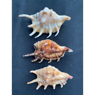 seven legged conch shell หอยสังข์เจ็ดขา