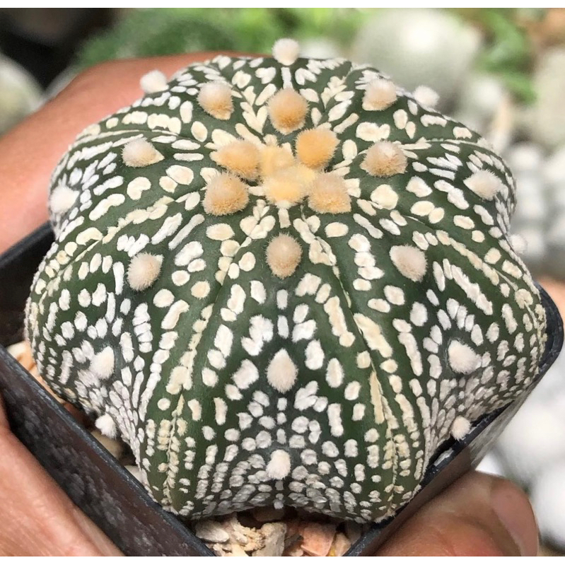 สวยละลาย-ลายเอกลักษณ์-astrophytum-asterias-super-kabuto-ลายขาวโอโม่สวย-ทรงแป้นมีเอว