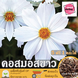 ซื้อ5 แถม1 เมล็ดพันธุ์ ดอกคอสมอส สีขาว 40 เมล็ด (White Purity Cosmos Flower Seed) เมล็ดพันธุ์แท้ ปลูกง่าย อัตรางอกสูง เก