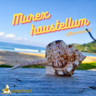 Andaman seashell เปลือกหอย หอยไปท์ (Murex haustellum)