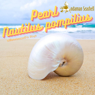 Andaman seashell เปลือกหอย หอยงวงช้าง ขัดมุก (Nautilus pompilius)
