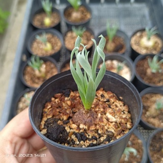 ALBUCA SPIRALIS​ หอมเกลียว ร้านใบบุญกุหลาบหิน​ไม้อวบน้ำ​