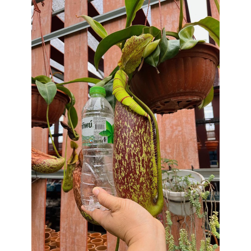 nepenthes-dyeriana-หม้อข้าวหม้อแกงลิงสายพันธุ์ใหญ่สะใจคนชอบหม้อ