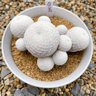 แมมมิลาเลีย เฮอเรเร่ แคคตัส ( Mammillaria herrerae ) ส่งแบบถอดกระถาง