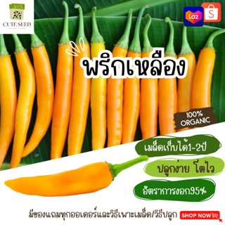 เมล็ดพันธุ์พริกเหลือง จำนวน 90 เมล็ด อัตราการงอก95% ปลูกง่าย โตไว (แถมฟรี เมล็ดผักทุกออเดอร์)