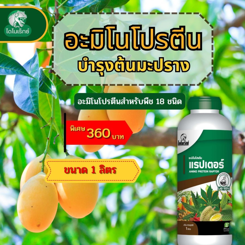 มะปราง-โตไว-ใบเขียว-ผลใหญ่-ผลผลิตดี-มีน้ำหนัก-อะมิโนโปรตีนจำเป็นสำหรับพืช-18-ชนิด-อะมิโนแรปเตอร์-โดย-ไดโนเร็กซ์