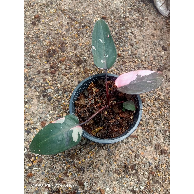 philodendron-pink-princess-ฟิโรเดรนดอน-พิงค์-พริ้นเซส-ในกระถาง-5-7-นิ้ว