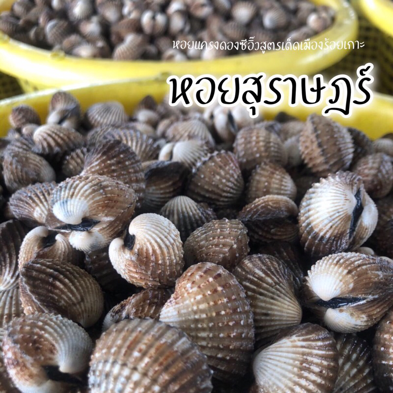 หอยแครงดองซีอิ๊ว-สูตรเด็ดเมืองร้อยเกาะ