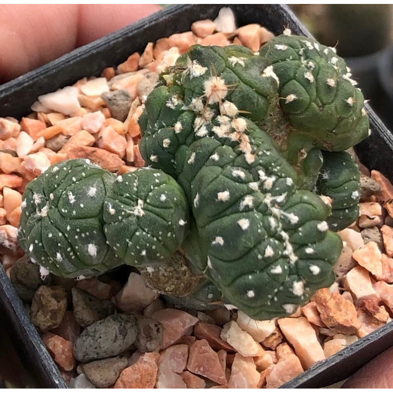 มีต้นเดียวในสวน-เต่ามอนส์คริสมาคร้าบบบ-เต่าต้วมเตี้ยม-astrophytum-asterias-kikko-montrose-cristata