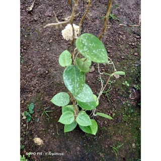 hoya parasitica heart shaped splash ดอกหอม