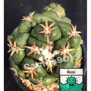 [พร้อมส่ง]🌵 แคคตัส ช้างทันชิ หนามสั้น Coryphantha elephantidens cv. Tanshi cactus ไม้กราฟ จำนวน 1 ต้น