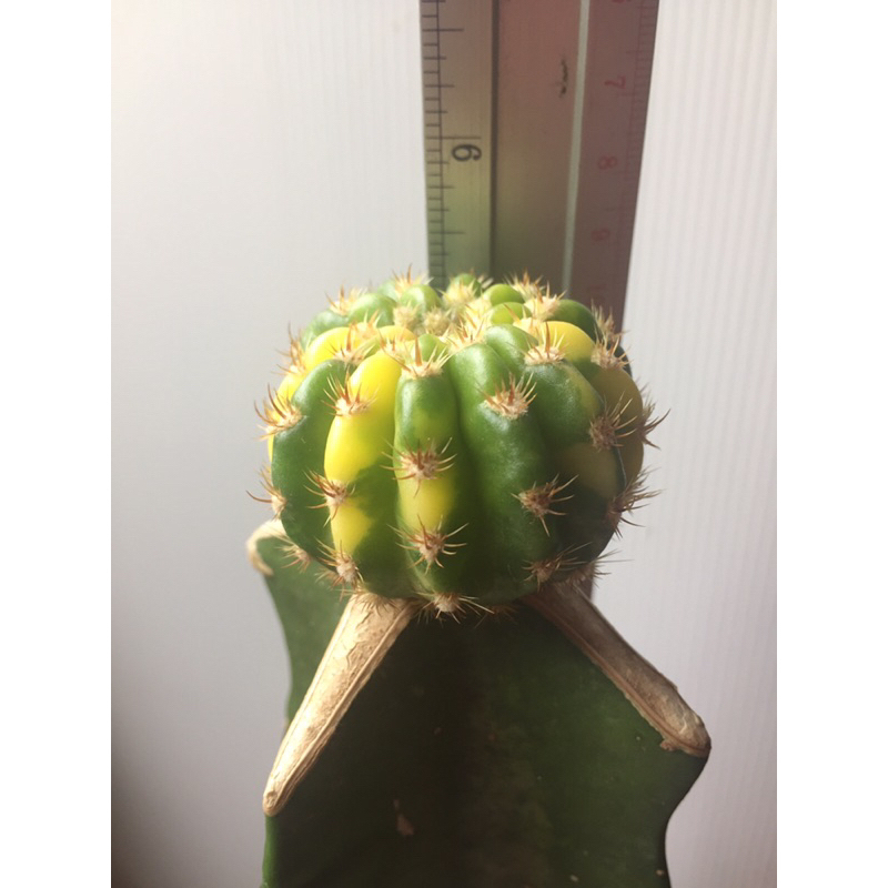 cactus-อิชินอปด่าง-กราฟตอสามเหลี่ยม