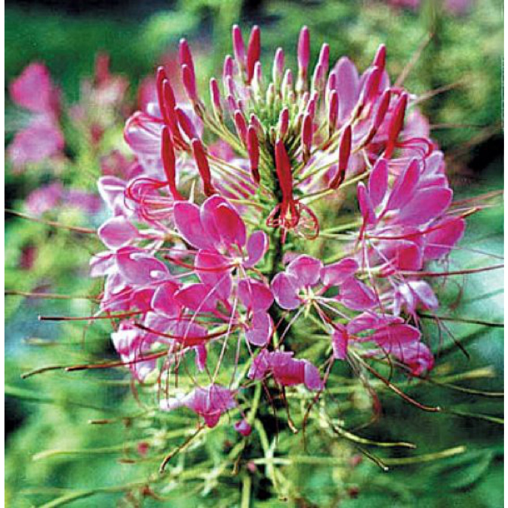 เมล็ดดอก-เสี้ยนฝรั่ง-cleome-คละสี-45-เมล็ด-ซองละ-29-บาท-เสี้ยนฝรั่งต้นสูง