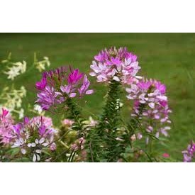 เมล็ดดอก เสี้ยนฝรั่ง (Cleome) คละสี  45 เมล็ด  ซองละ 29 บาท  เสี้ยนฝรั่งต้นสูง