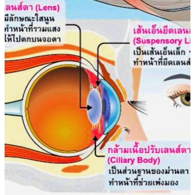 โครงสร้างของตา-eq-086-โปสเตอร์สื่อการสอน-หุ้มพลาสติก