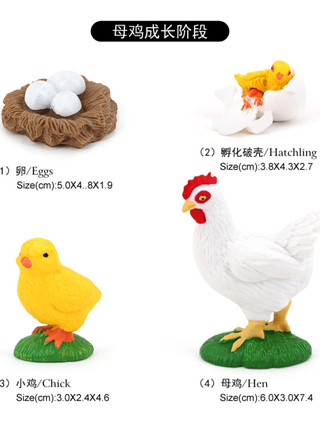 พร้อมส่ง โมเดลวงจรชีวิตสัตว์(สั่งครบ 3 เซท แถม card boardฟรี) แมลง ไก่ กบ เต่า ยุง ผีเสื้อ ต้นไม้ สื่อการเรียการสอน
