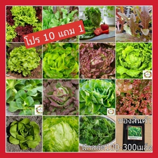 สินค้า เมล็ดพันธุ์ผักสลัด [ชุดที่1] เมล็ดผัก ขายดี 100-300เมล็ด เมล็ดผักสลัดต่างประเทศซองซีลสีดำสามารถปลูกลงดินและปลูกในน้ำได้