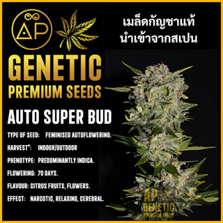 🇪🇸 เมล็ดกัญชา Auto Super Bud เมล็ดค่าย AP Genetic นำเข้าจากสเปน เมล็ดกัญ ชา ออโต้ เพศเมีย แท้ 100% ควบคุมคุณภาพอย่างเข้ม