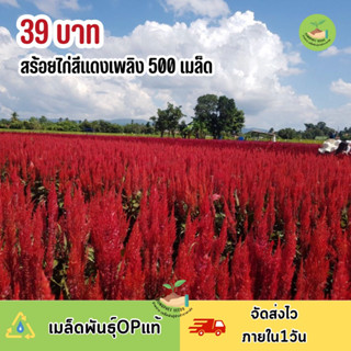 เมล็ดพันธุ์ ดอกสร้อยไก่สีแดงเพลิง500 เมล็ด