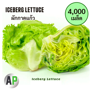 [4000 เมล็ด] เมล็ดผักสลัด เมล็ด ผักกาดแก้ว Iceberg Lettuce สลัดไอซ์เบิร์ก