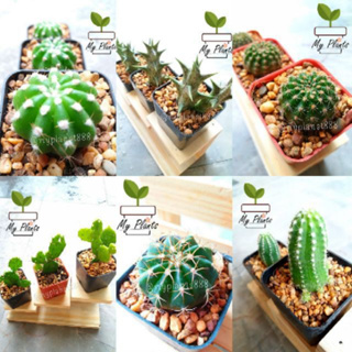 ราคา🌵 กระบองเพชร แคคตัส มินิน่ารัก ต้นสวยแข็งแรง รากเดินดีจ้า 💚