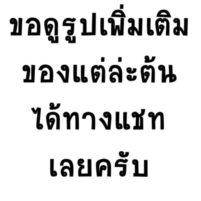 ต้นเสน่ห์จันทร์บุษราคัมมิ้น-homalomena-rubescens-mint-ไม้เพาะเลี้ยงเนื้อเยื่ออนุบาลแล้ว