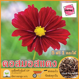 ซื้อ5 แถม1 เมล็ดพันธุ์ ดอกคอสมอส สีแดง 40 เมล็ด (Red Dazzler Cosmos Flower Seed) เมล็ดพันธุ์แท้ ปลูกง่าย อัตรางอกสูง เก็