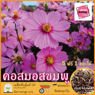 ซื้อ5 แถม1 เมล็ดพันธุ์ ดอกคอสมอส สีชมพู 40 เมล็ด (Pink Purity Cosmos Flower Seed) เมล็ดพันธุ์แท้ ปลูกง่าย อัตรางอกสูง เก