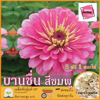 ซื้อ5 แถม1 เมล็ดพันธุ์ ดอกบานชื่น สีชมพู 20 เมล็ด (Pink Zinnia Flower Seed) เมล็ดพันธุ์แท้ ปลูกง่าย อัตรางอกสูง เก็บเมล็