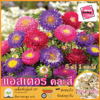 ซื้อ5 แถม1 เมล็ดพันธุ์ ดอกแอสเตอร์ 40 เมล็ด (Power Puff Aster Flower Seed) สีสด สวย ปลูกง่าย อัตรางอกสูง