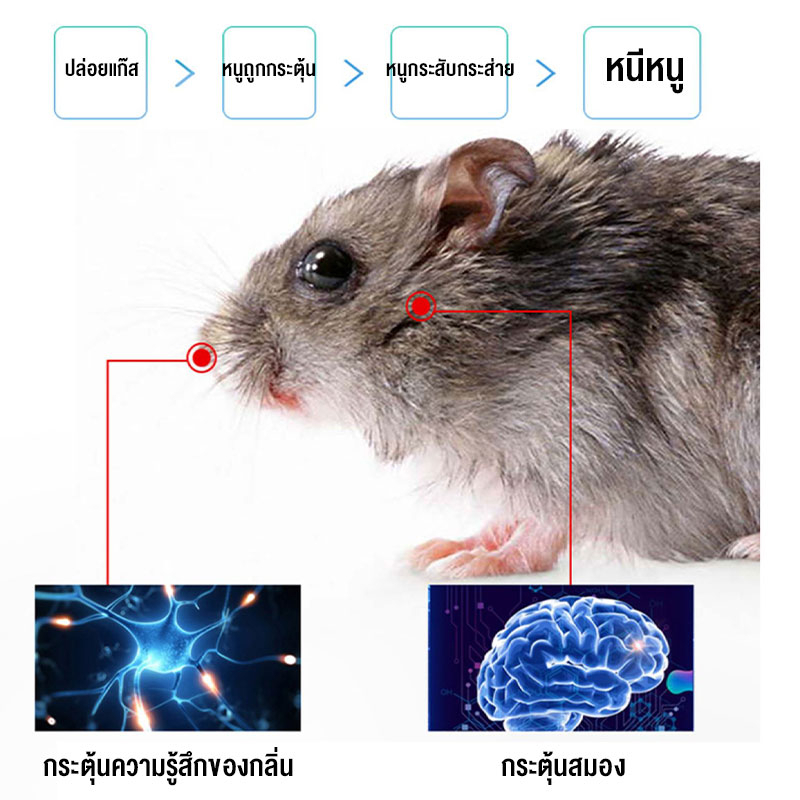 เจลไล่หนู-ไล่หนู-เจลไล่หนู-ใช้ง่ายไม่ฆ่าหนู-สมุนไพรไทย-ผลิตจากธรรมชาติ-ไม่มีสารเคมี-ปลอดภัย-419