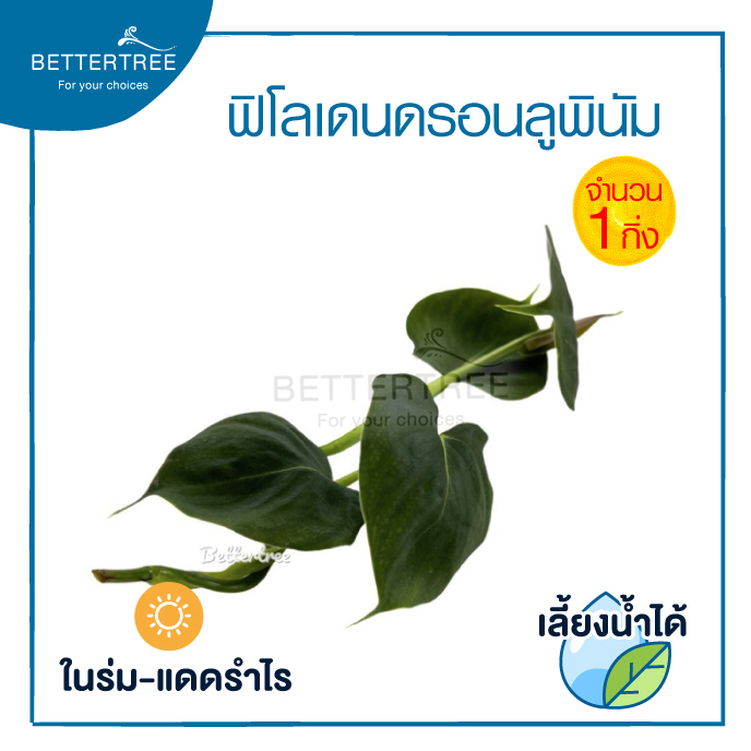 ฟิโลเดนดรอนลูพินัม-philodendron-lupinum-จำนวน-1-กิ่ง-เลี้ยงน้ำได้-ไม้ฟอกอากาศ-ฟินเดนดรอน-ต้นไม้