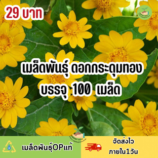 ถูกสุดคุ้ม เมล็ดพันธุ์ ดอกกระดุมทอง บรรจุ 150 เมล็ด