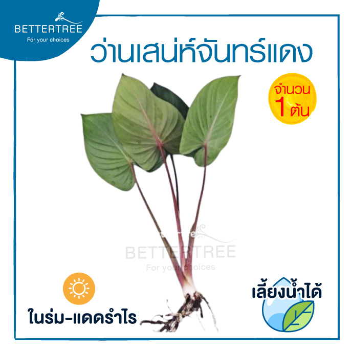ว่านเสน่าห์จันทร์แดง-จำนวน-1-ต้น-สามารถเลี้ยงน้ำได้-ไม้ฟอกอากาศ-ต้นไม้มงคล-ต้นไม้-ต้นไม้ในร่ม-ต้นไม้ในออฟฟิศ