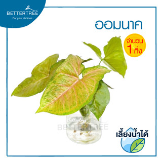 ออมนาค (จำนวน 1 ต้น ) Syngonium Maria Bronze   สามารถปลูกในน้ำได้   ต้นไม้ฟอกอากาศ ต้นไม้น้ำ  ต้นไม้ ต้นไม้มงคล