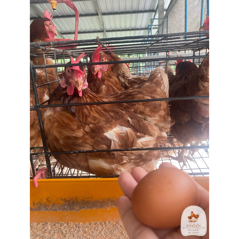 ไข่ไก่เบอร์-1-ปลอดสาร-รับประกันความสดใหม่-ส่งตรงจากฟาร์มไข่ไก่วิรัช-เทวภักดิ์