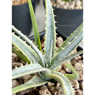 Dyckia  Silver Surfer  variegaied