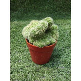 อิชินอปซิส คริสตาต้า [ Echinopsis Cristata ]ในกระถาง1"ครึ่ง