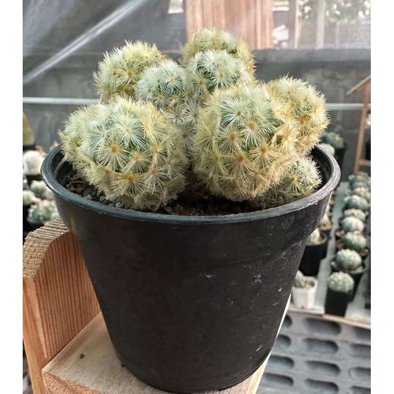 แมมคามิเน่ฟอร์มกอ-mammilaria-carmenae