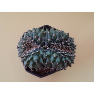 ยิมโนคริสตาต้า Gymnocalycium cristata แคคตัส กระบองเพชร สวยๆ ไม้สะสม