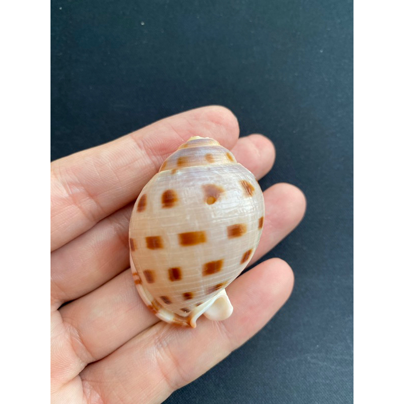 colorful-sea-snail-seashell