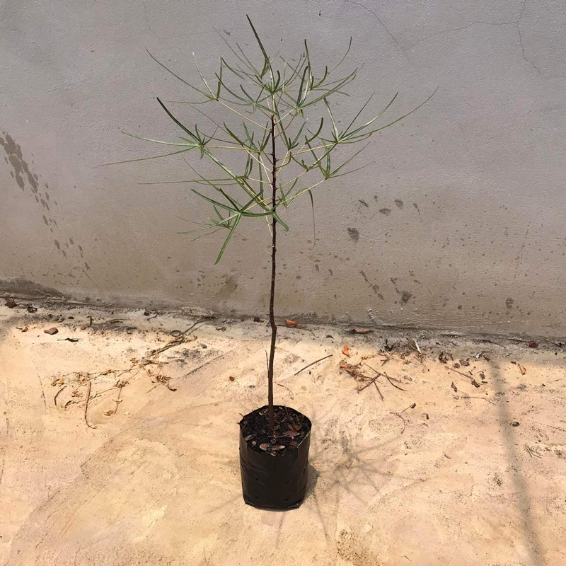 บอทเทิลทรี (Queensland bottle tree)ต้นขวด ไม้ยักใหญ่ สูง 65-75 ซม