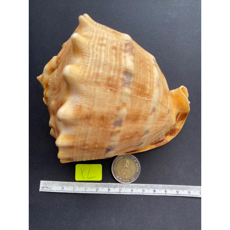 rare-sea-snail-shell-golden-big-sea-snail-shell-tiger-pattern