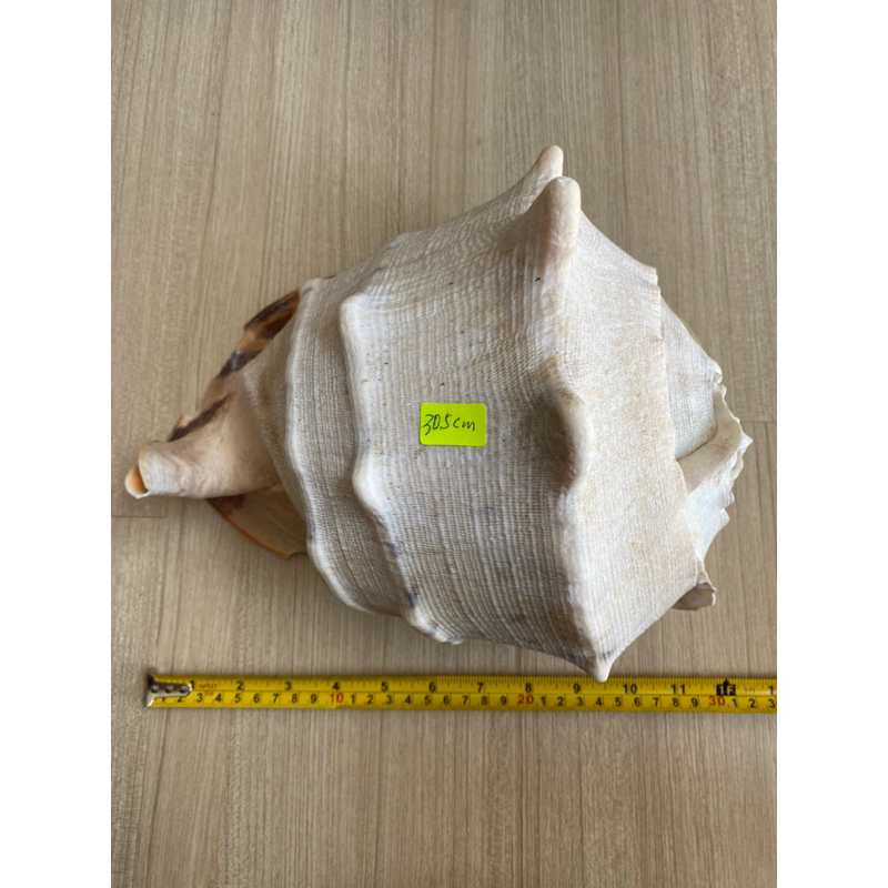 หอยทาก-หอยทากหายาก-หอยทากตีนช้าง-เปลือกหอยทะเล-ขนาดใหญ่สุด-31ซม-tang-crown-snail-rare-snail-shell-elephant-foot-shell