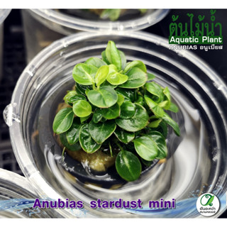 Anubias stardust mini อนูเบียสสตาร์ดัสมินิ ต้นไม้น้ำ (พืชน้ำ)