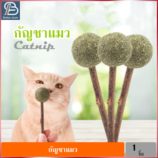 แคทนิปอมยิ้ม Catnip กัญชาแมว สมุนไพรแมวฟิน กันชาแมว สมุนลดกลิ่น กัญชาแมวอมยิ้ม สมุนไพรออร์แกนิค