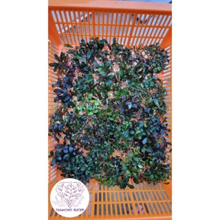 Bucephalandra แบบเหมา ยกbasket🌿🌿