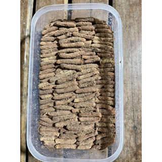 พร้อมส่ง ไข่ตั๊กแตนปาทังก้าโมจีน คัดสวยๆคุณภาพเน้นๆๆ รับประกันตลอดการเลี้ยงดู